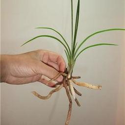 国产草b,绿色生态，引领未来农业发展新潮流